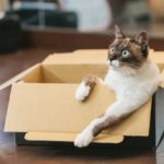 Fire TV Stick対応の動画配信サービスおすすめ5選