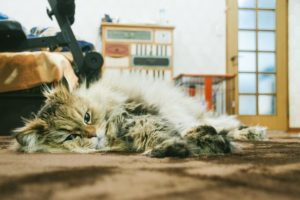 Chromecast(クロームキャスト)対応の動画配信サービスおすすめ5選