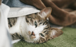 Apple TV(アップルTV)対応の動画配信サービスおすすめ5選