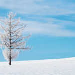 ドラマ『北の国から』が無料で観れるおすすめ動画配信サービス