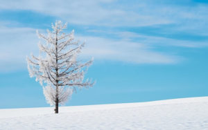 ドラマ『北の国から』が無料で観れるおすすめ動画配信サービス