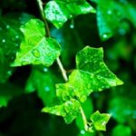 映画『言の葉の庭』を動画配信サービスで無料視聴するなら…