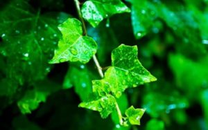 映画『言の葉の庭』を動画配信サービスで無料視聴するなら…