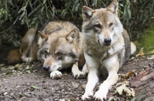 映画『おおかみこどもの雨と雪』を動画配信サービスで無料視聴するなら…