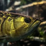 映画『冷たい熱帯魚』が無料で観れるおすすめ動画配信サービス