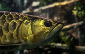 映画『冷たい熱帯魚』が無料で観れるおすすめ動画配信サービス