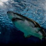 映画『ジョーズ/JAWS』シリーズを動画配信サービスで無料視聴するなら…