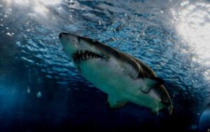映画『ジョーズ/JAWS』シリーズを動画配信サービスで無料視聴するなら…