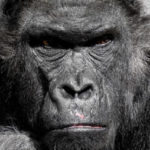 映画『猿の惑星』シリーズを配信しているサブスク動画サービスまとめ