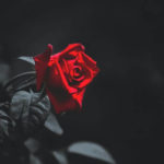 ドラマ『牡丹と薔薇』を無料で観られるおすすめ動画配信サービス