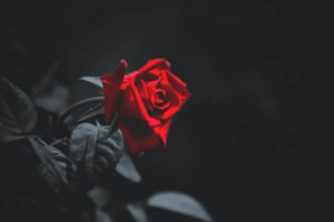 ドラマ『牡丹と薔薇』を無料で観られるおすすめ動画配信サービス